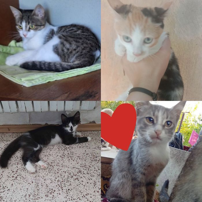 Много разных котят. Котята бесплатно. Котенок даром. Кот. Кошка.