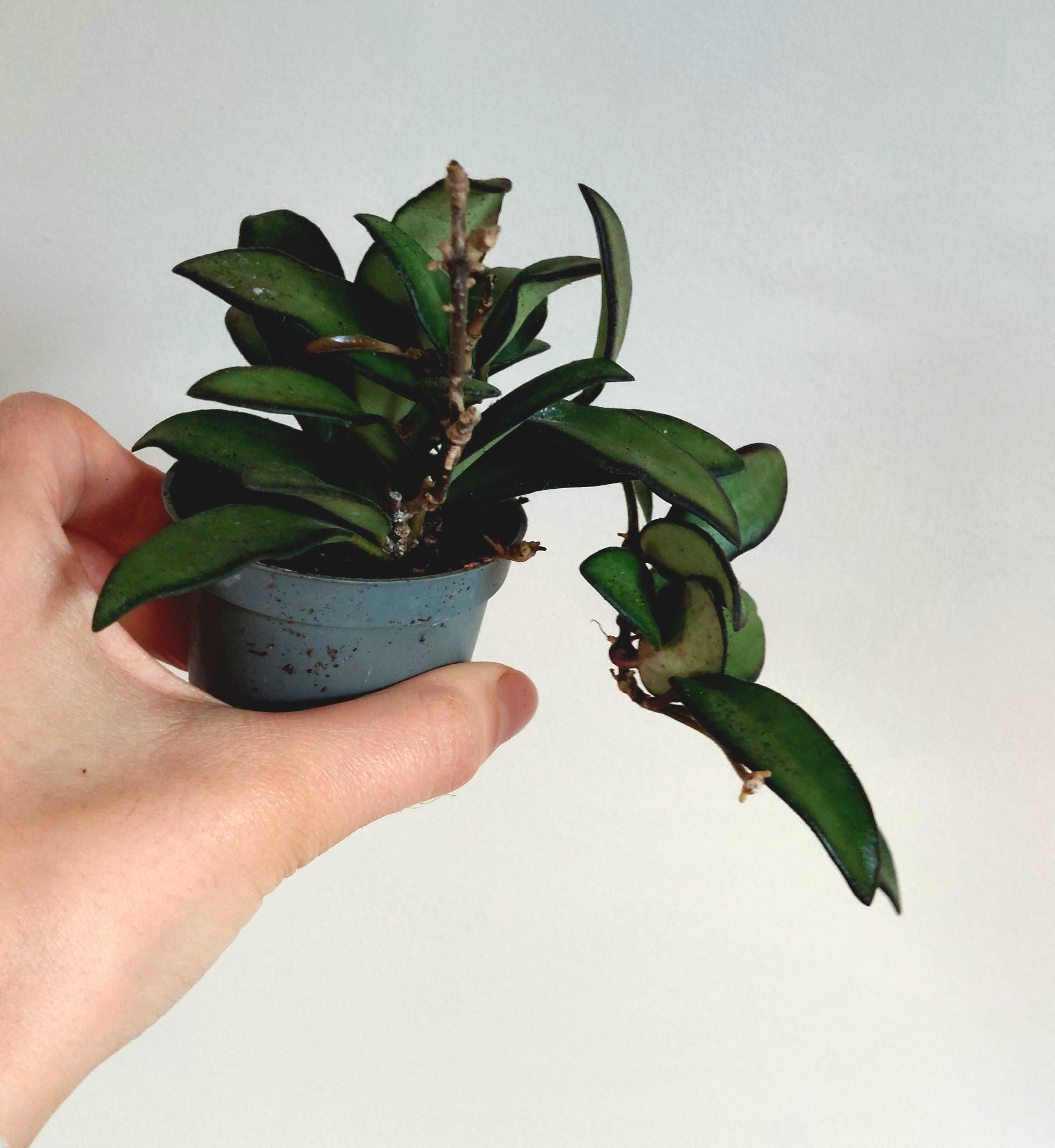 Planta Hoya 'Rosita'