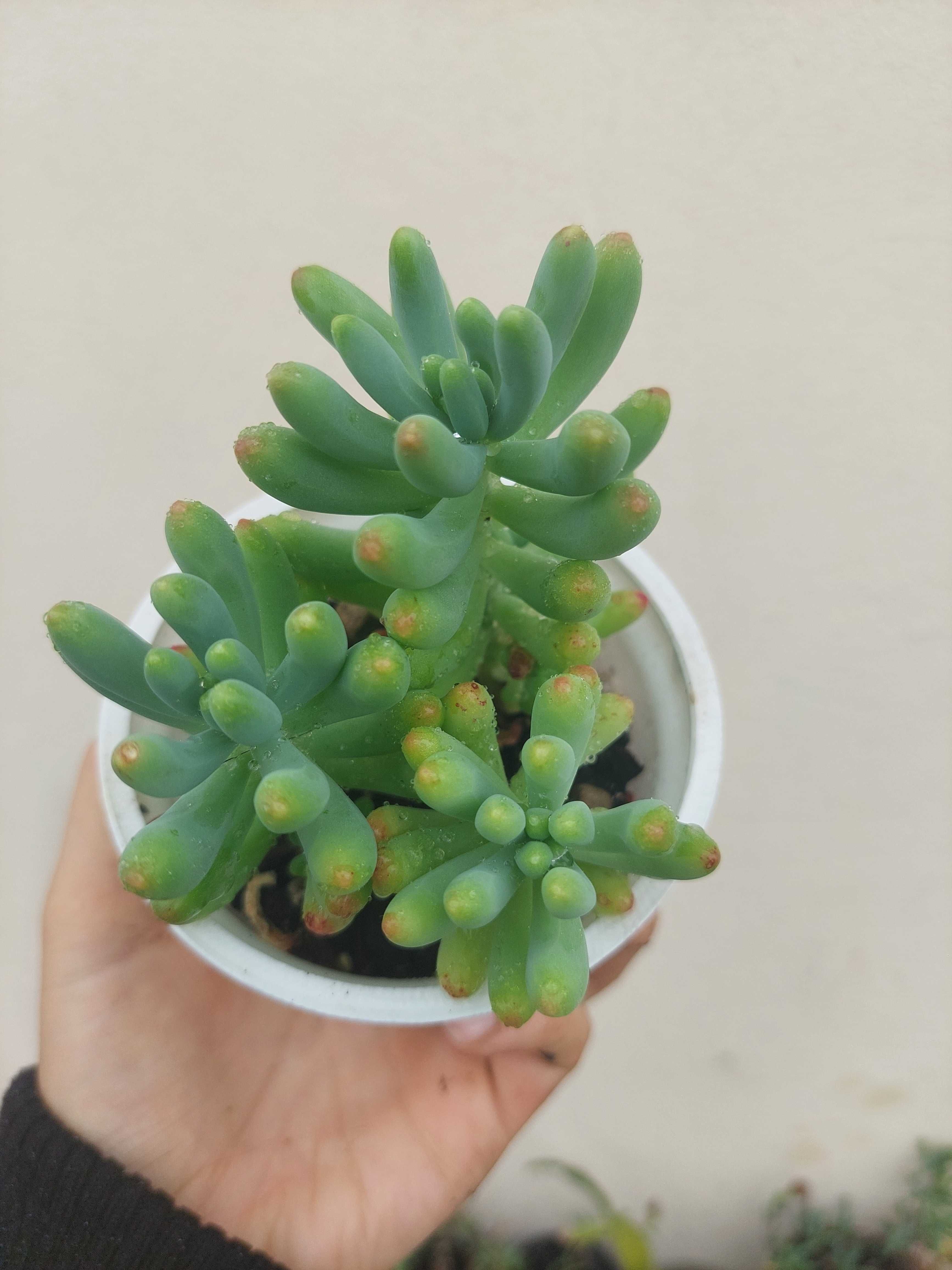 Planta Suculenta Sedum