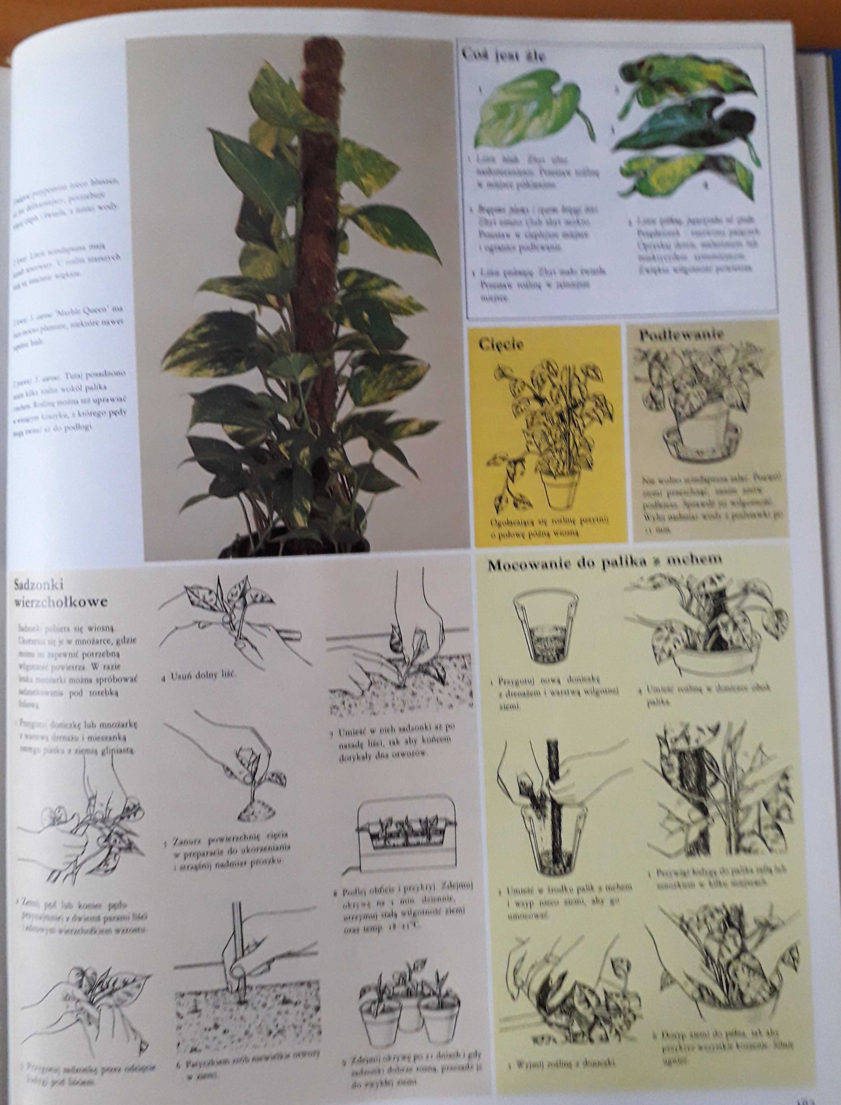PIELĘGNOWANIE roślin pokojowych  David Longman