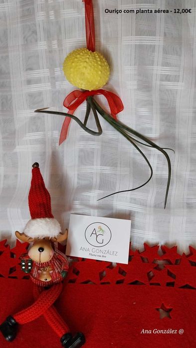 Plantas aéreas, suculentas e decoração artística - Plantas com Arte