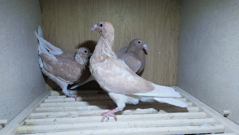 Gołębie pocztowe młode żółte