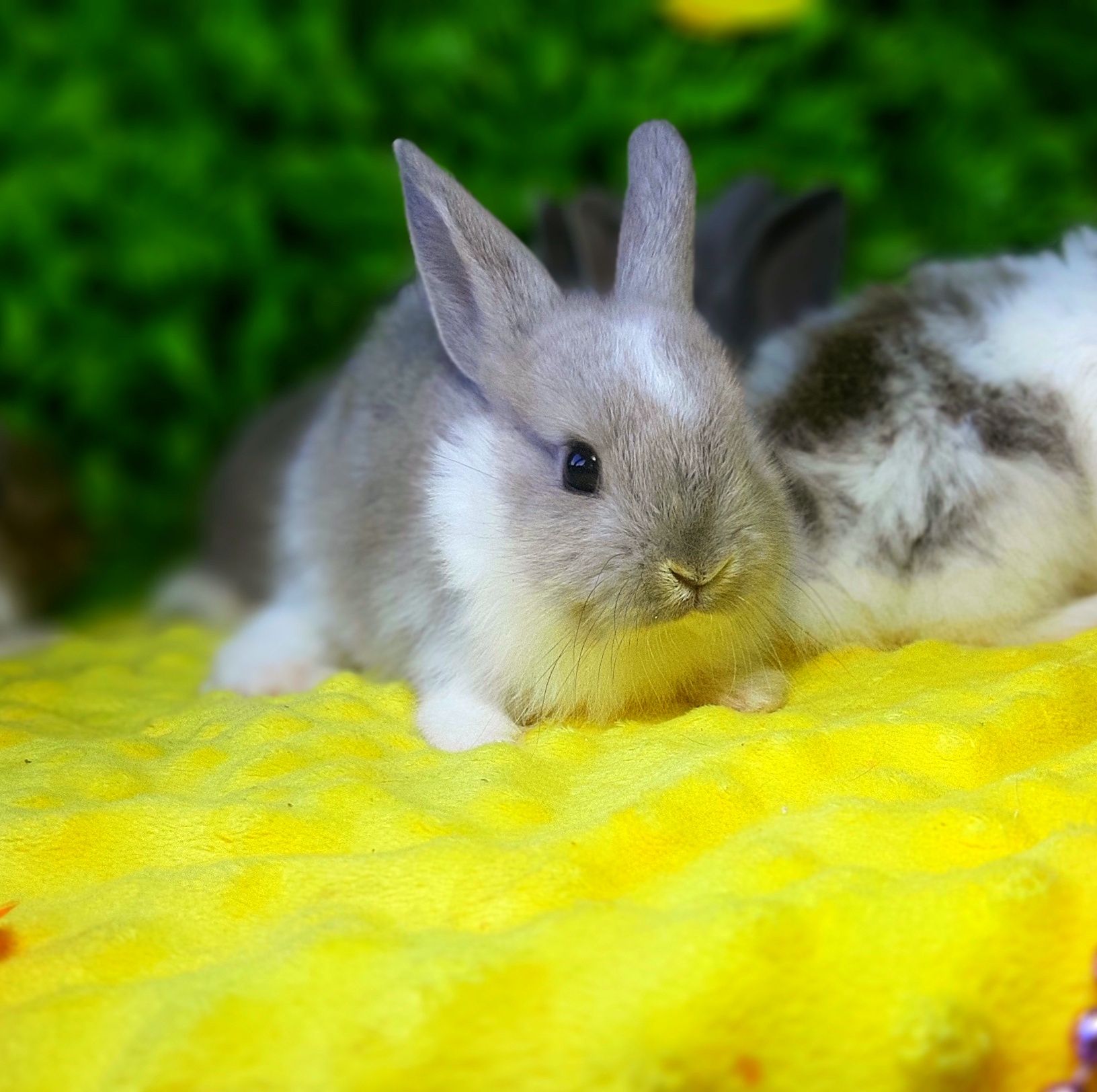 Карликовый мини кролик,карликові міні кролики,карликовые