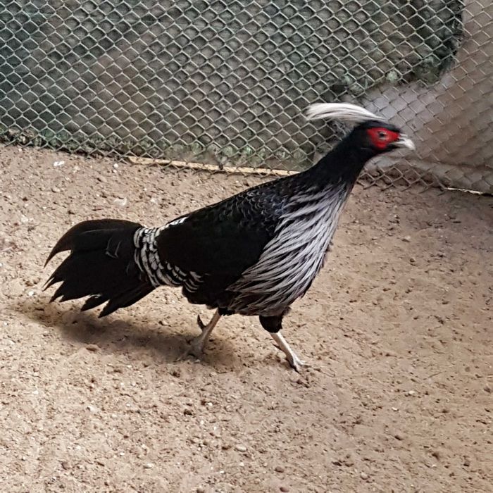 sprzedam bażanty białoczuby