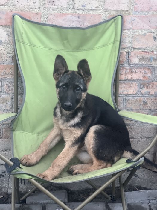 Німецька вівчарка дівчинка 4 міс