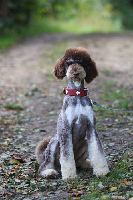 Choco Tan Poodle duży Pudel królewski Czekoladowy Tan Samiec 1,5 roku