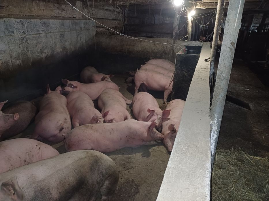 Свині мясної породи