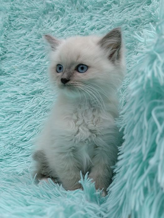 Kocurek Ragdoll     .