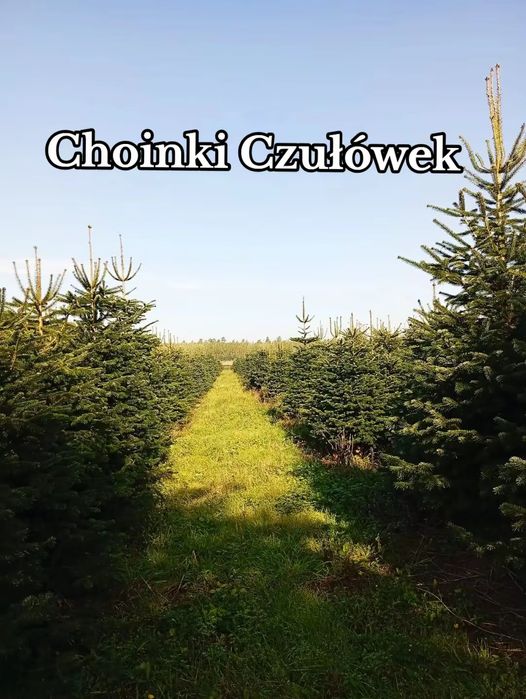 Jodła kaukaska CHOINKI 400cm