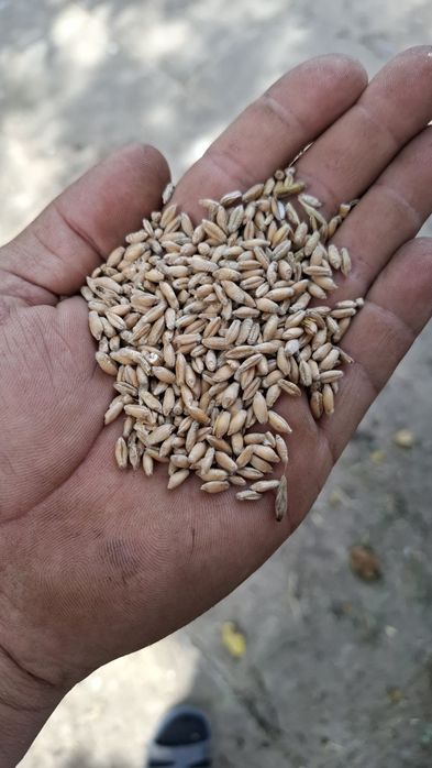 Pszenżyto 70zł za 100kg