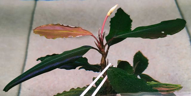 Bucephalandra Red Cerberus Rarytas