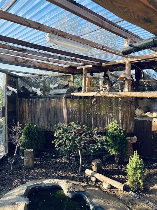 Gołębie pawiki tegoroczne