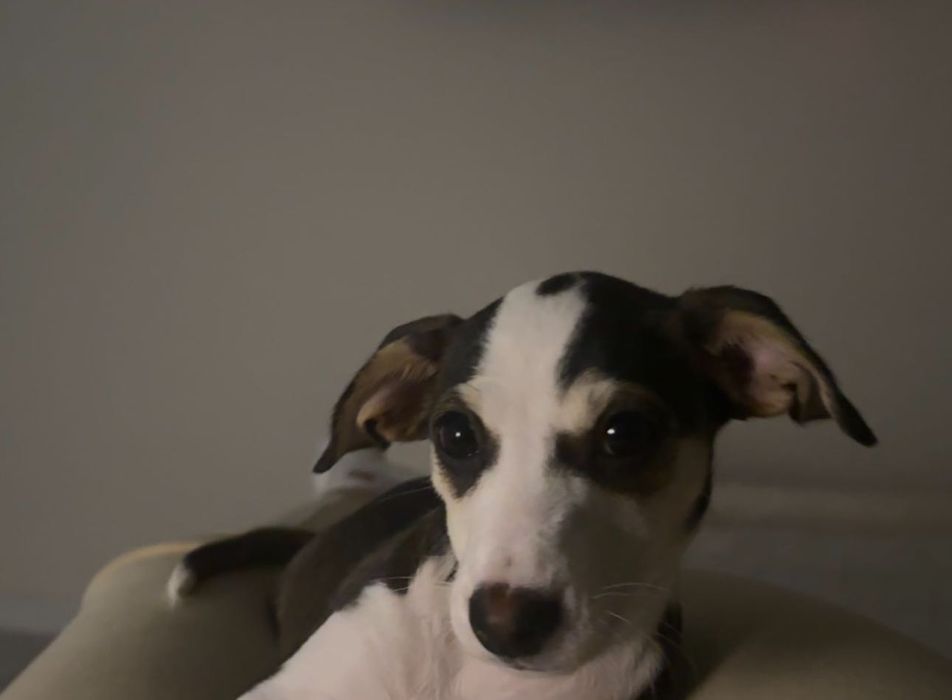 Джекрасел терьер, собачка