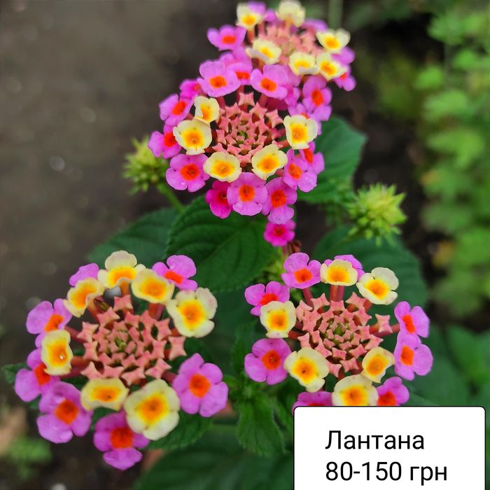 Лантани різних кольорів