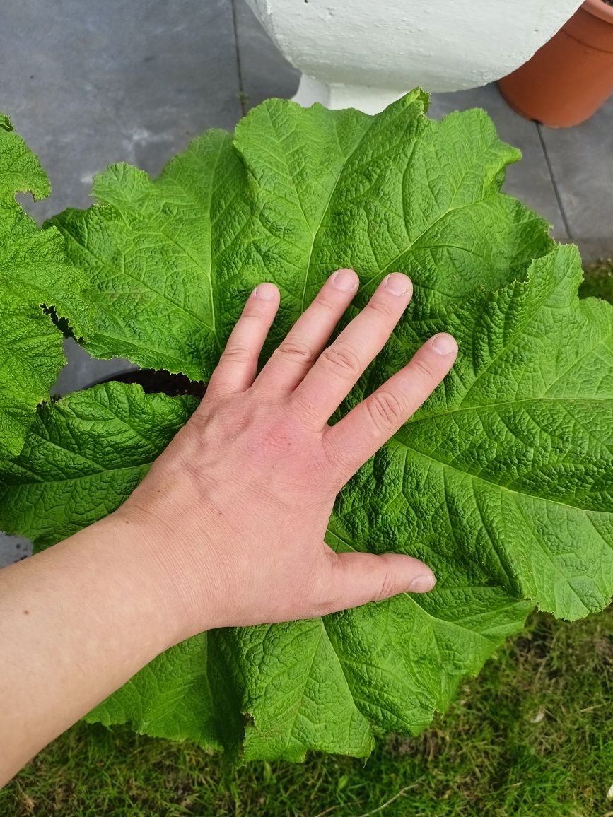 Gunnera Brazylijska