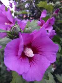 Hibisius różowy duze sadzonki z gruntu