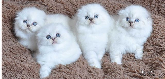 шотландские котята с голубыми глазами навсегда