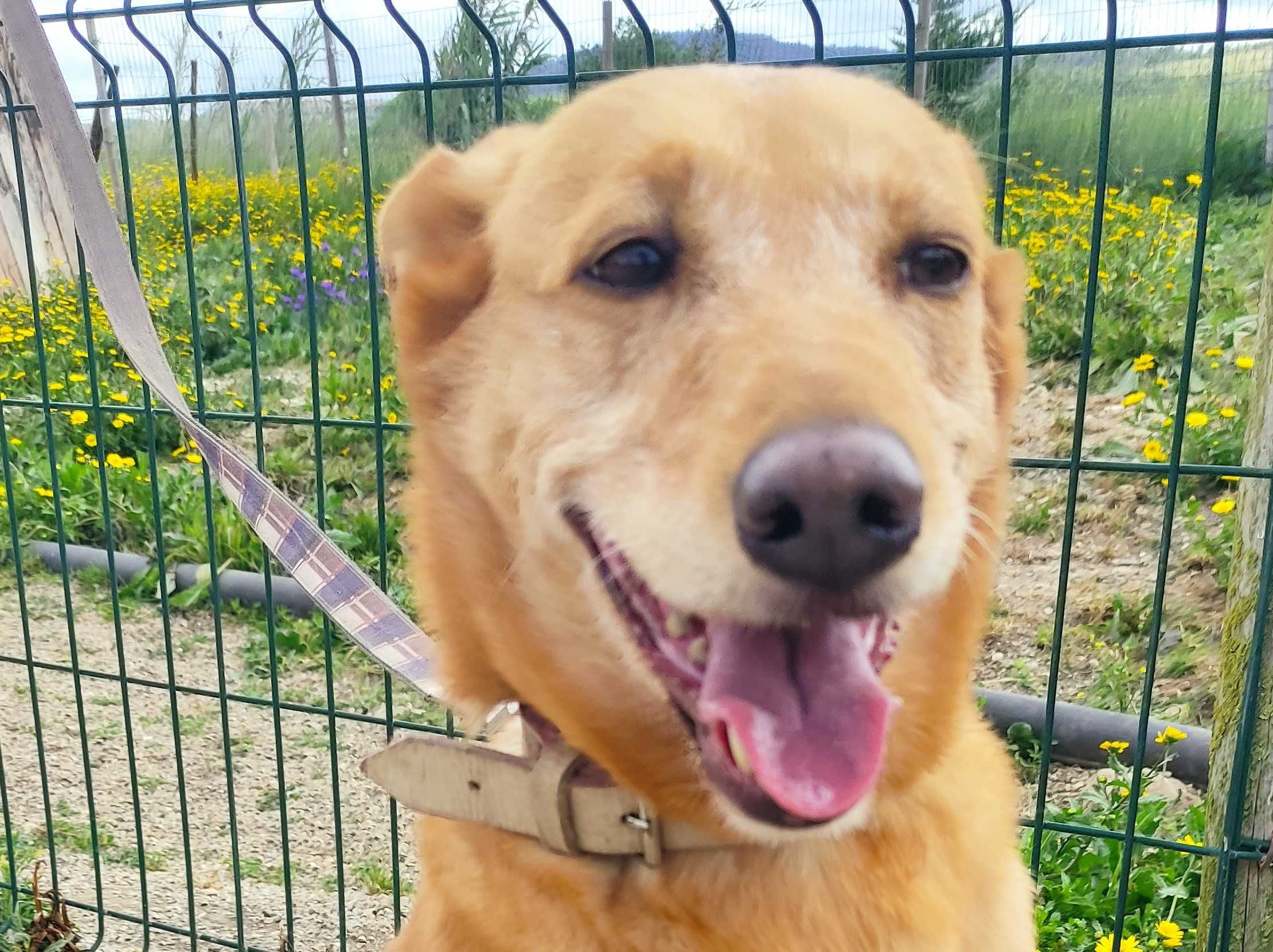 Cookie - cão porte médio para adoção