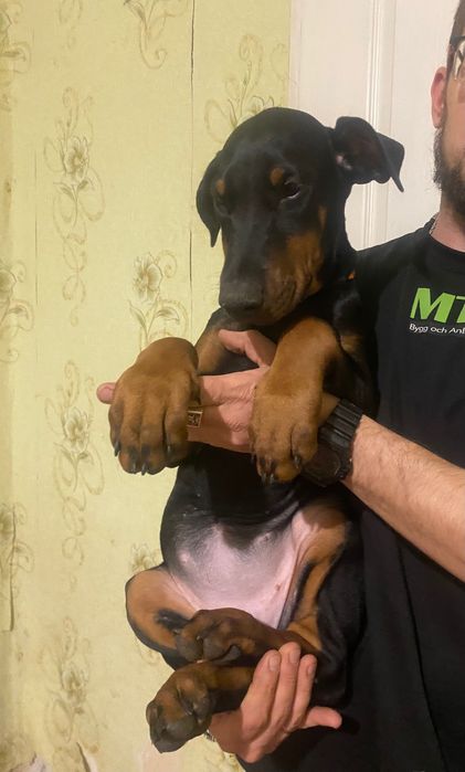 Цуценя добермана