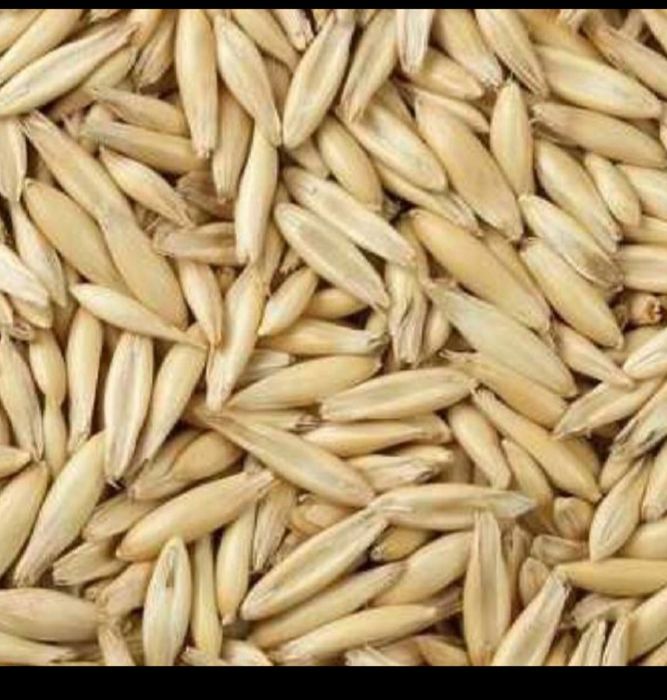 Sprzedam owies, możliwy transport