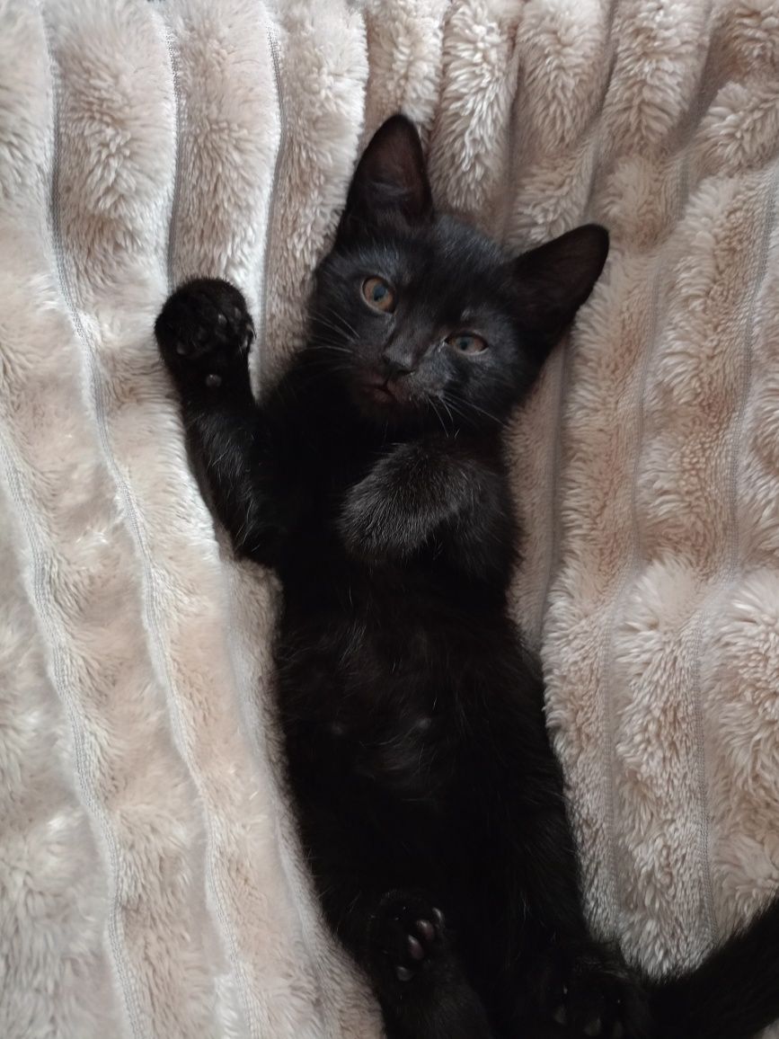 Віддам в добрі руки кошенятко чорне хлопчик кіт котик котеня