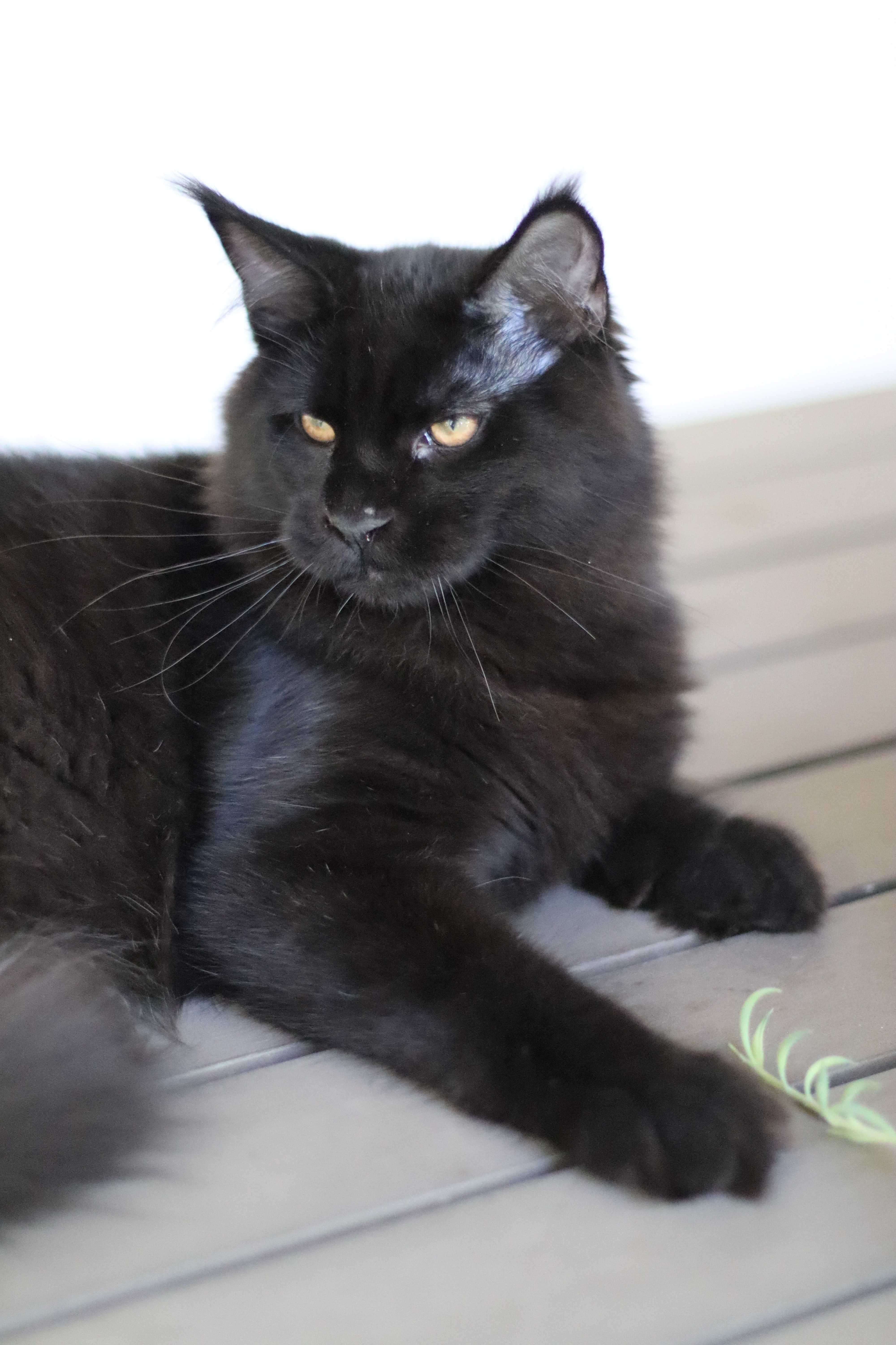 Gatinho maine coon - LOP uma autentica pantera negra