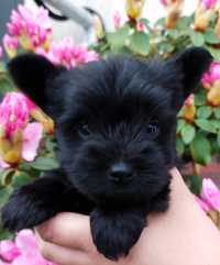Yorkshire Terrier Czarny Black Szczeniak