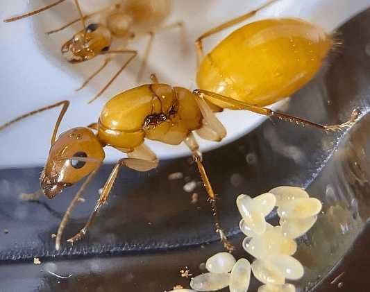 Мурахи муравьи Camponotus turkestanus  формикарий в подарок