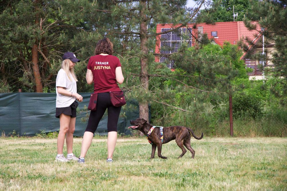 Behawiorysta psów | Szkolenie psów | Spacery socjalizacyjne | Warszawa