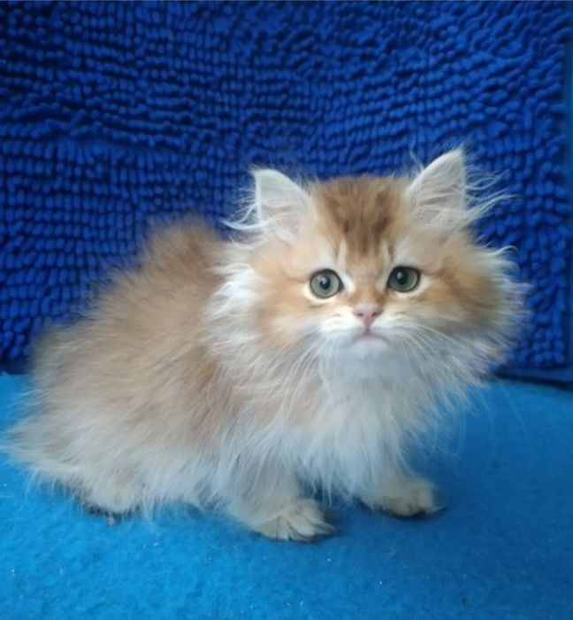 Мальчик Золотая шиншилла длинношерстный британский