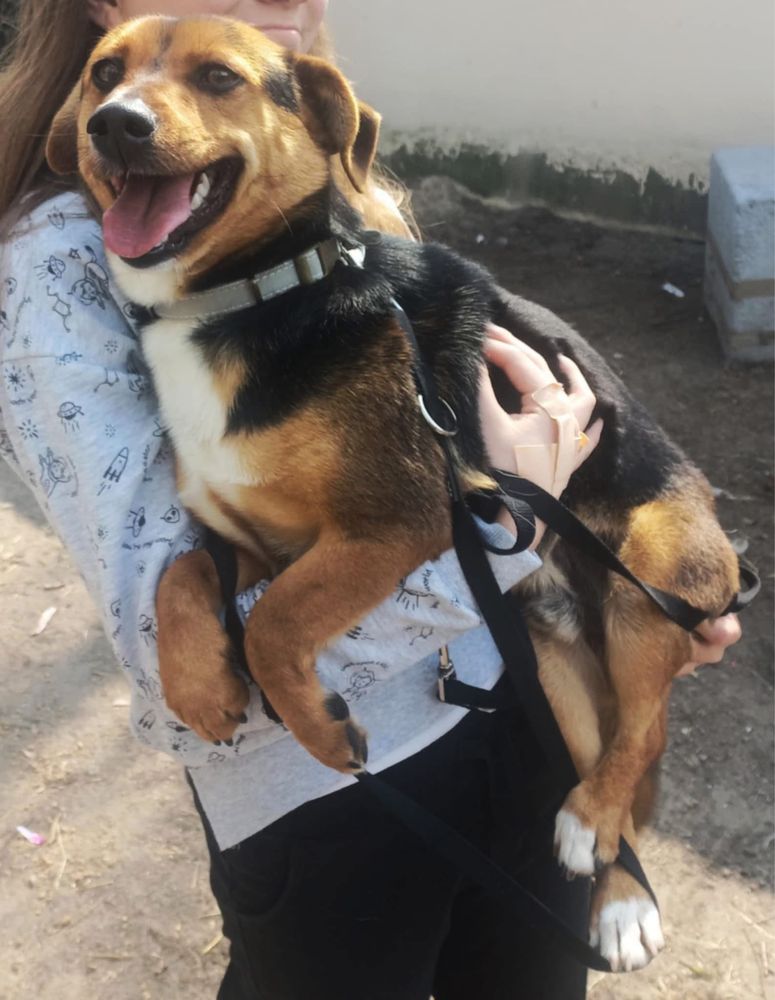 MACIEK - 1 rok ,10 kg pozytywnego psiaka.