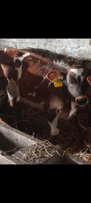 Byczek jałówki cielaki