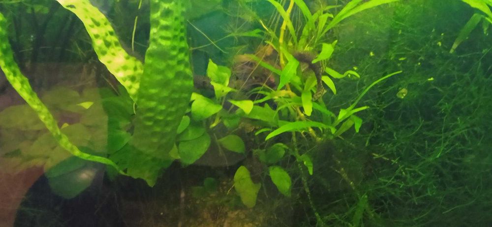 Super okazja i mega cena sprzedam akwarium 120l