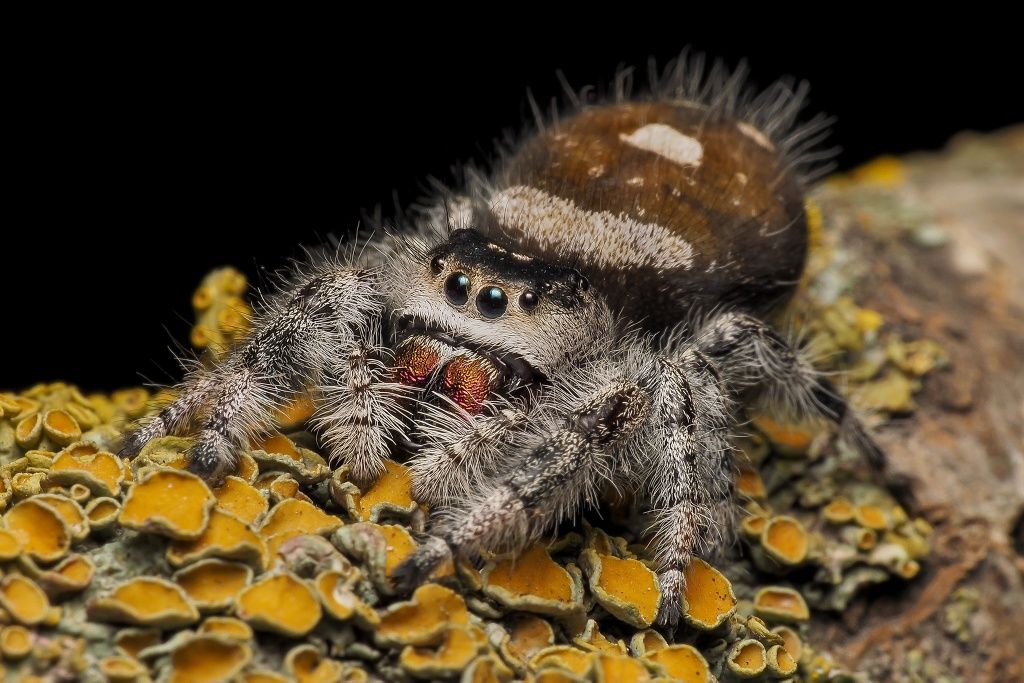 Skakun Phidippus regius Apalachicola L4
