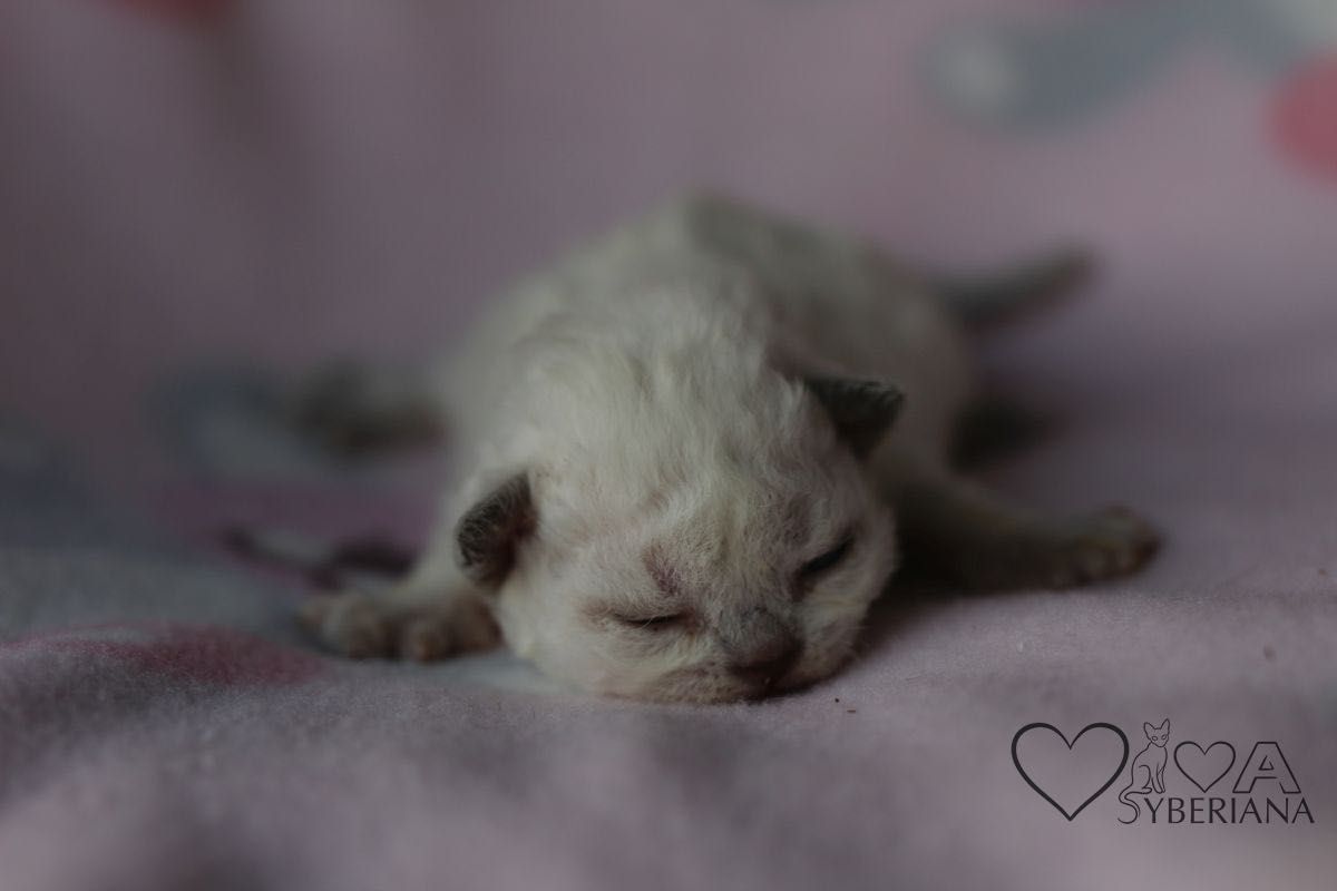 Koteczka niebieskooka Bluepoint Devon rex