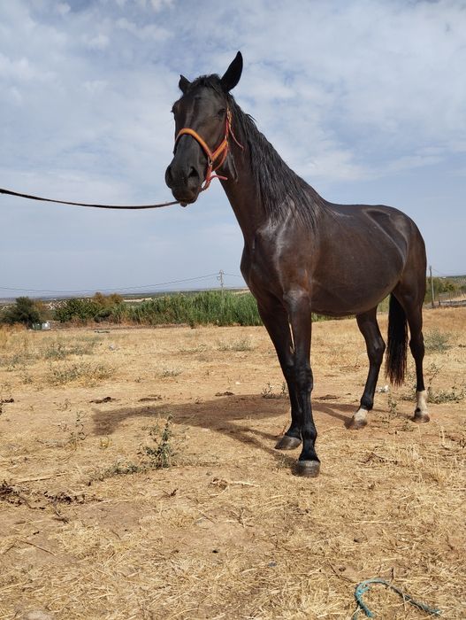 Égua preta com 3 anos