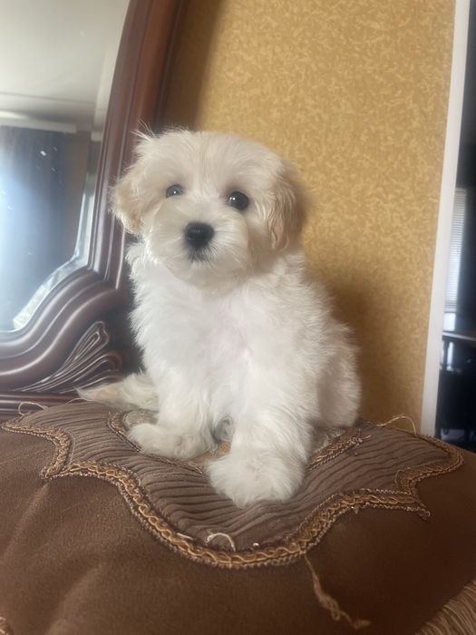 Щенки мальтипу F1 милашки