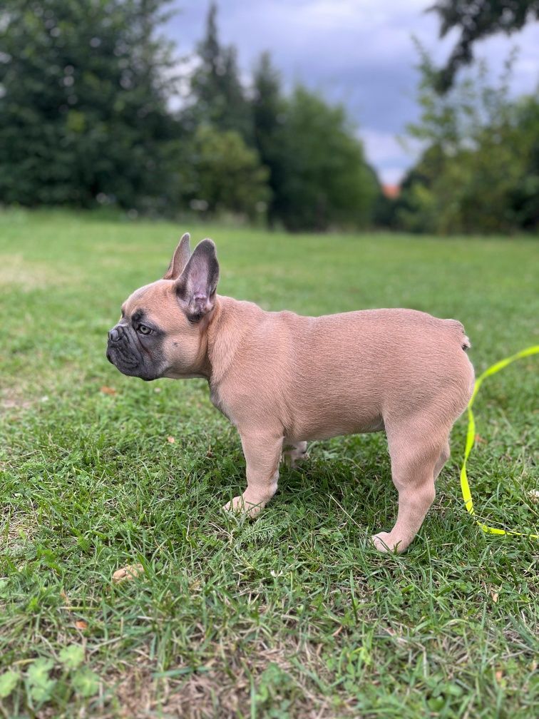 Buldog francuski blue sable