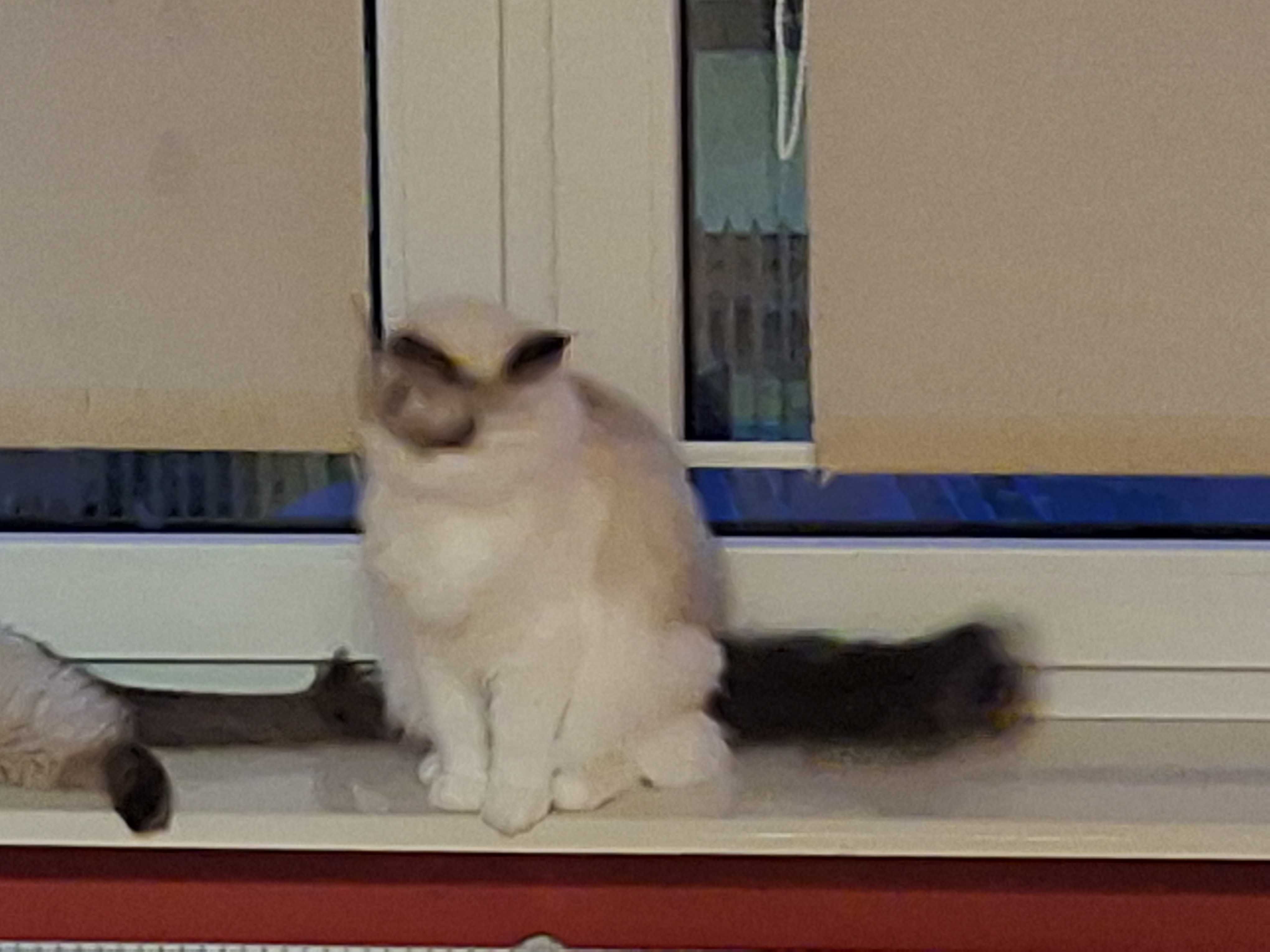 Kotka rasy Ragdoll