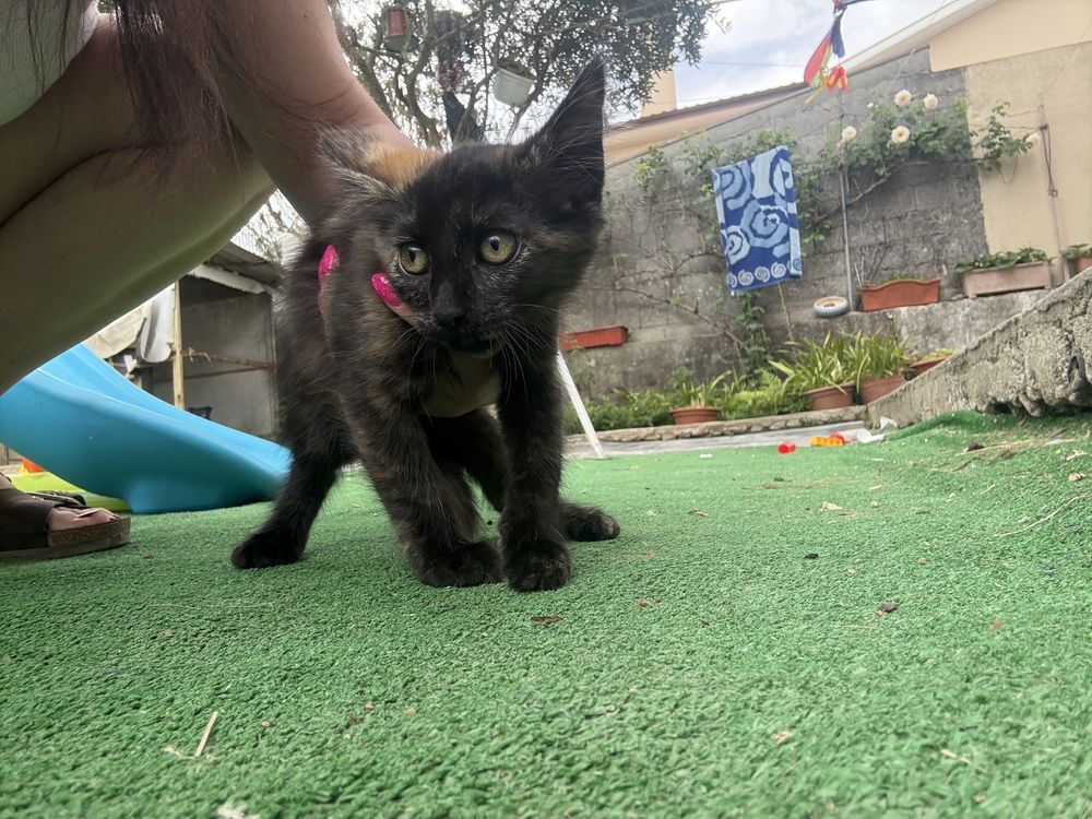 Gatinha bebé para adoção