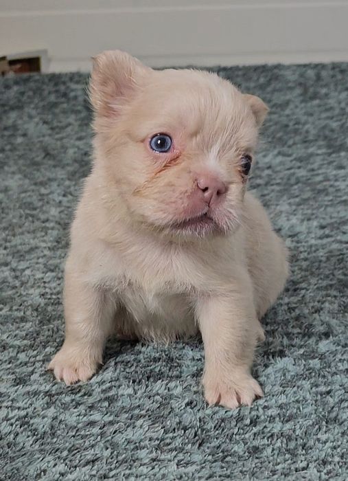 Bulldog Francês Fêmea Fluffy