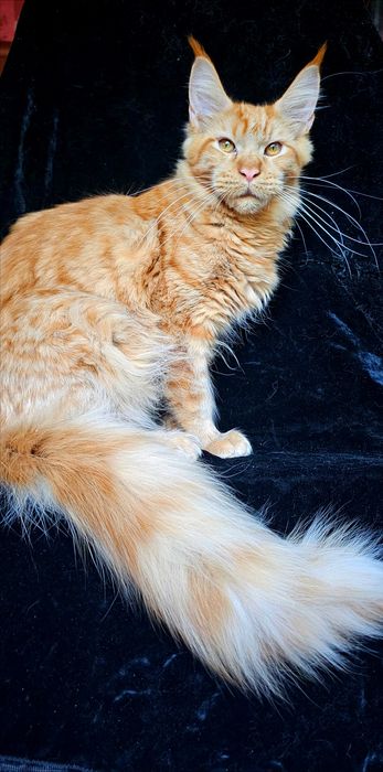 Мальчик Абрикос мейн кун