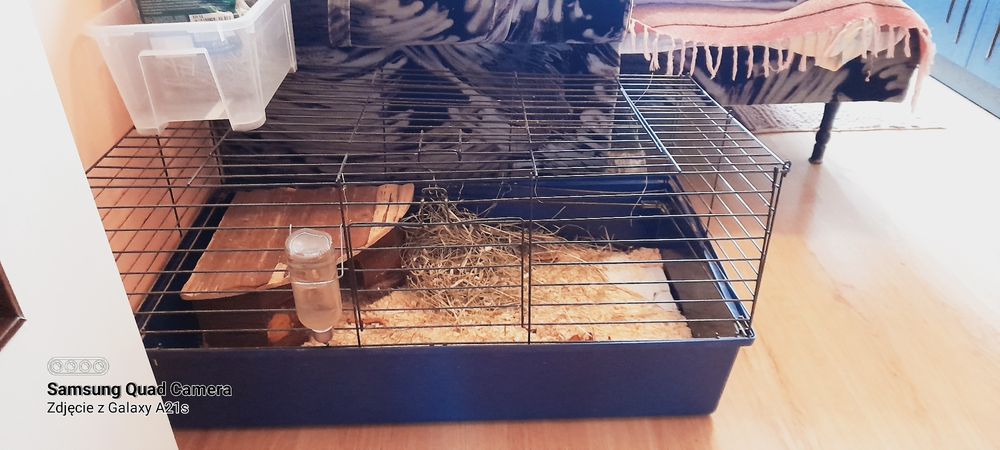 Duża klatka dla świnki morskiej.
