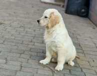 Ostatatni piesek Golden Retriever 16 tygodni możliwość  wyr paszportu