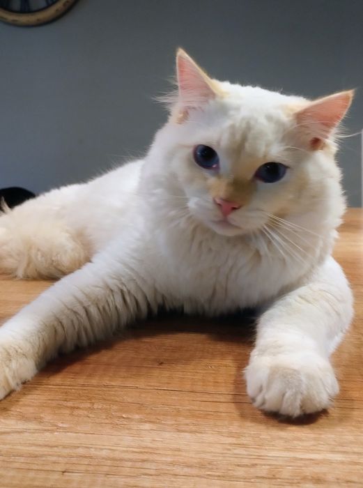 Piękny ragdoll do hodowli