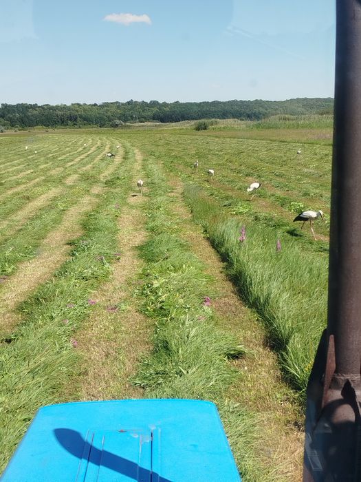 Сіно лугове а також солома