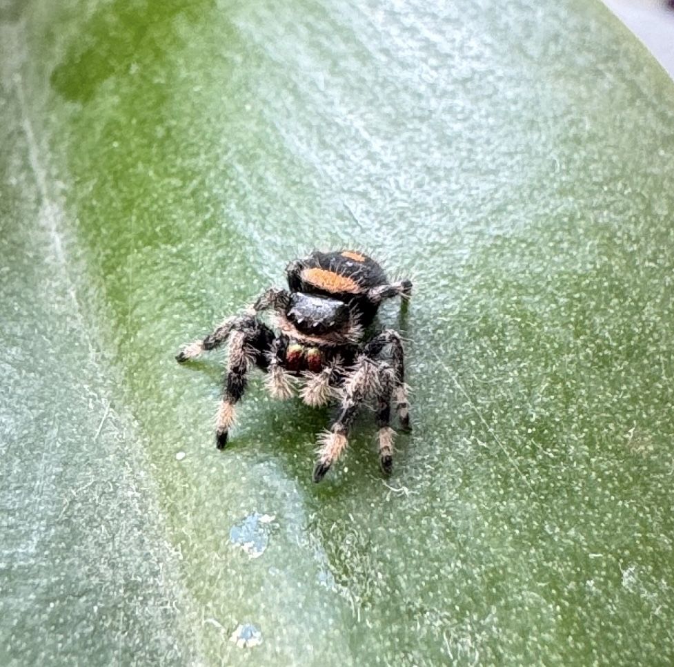 Phidippus regius Dos gardenas Samiczka