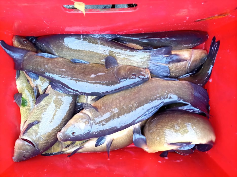 Karp 1,5-3 kg hodowany na zbożu , tołpyga lin karaś sandacz szczupak