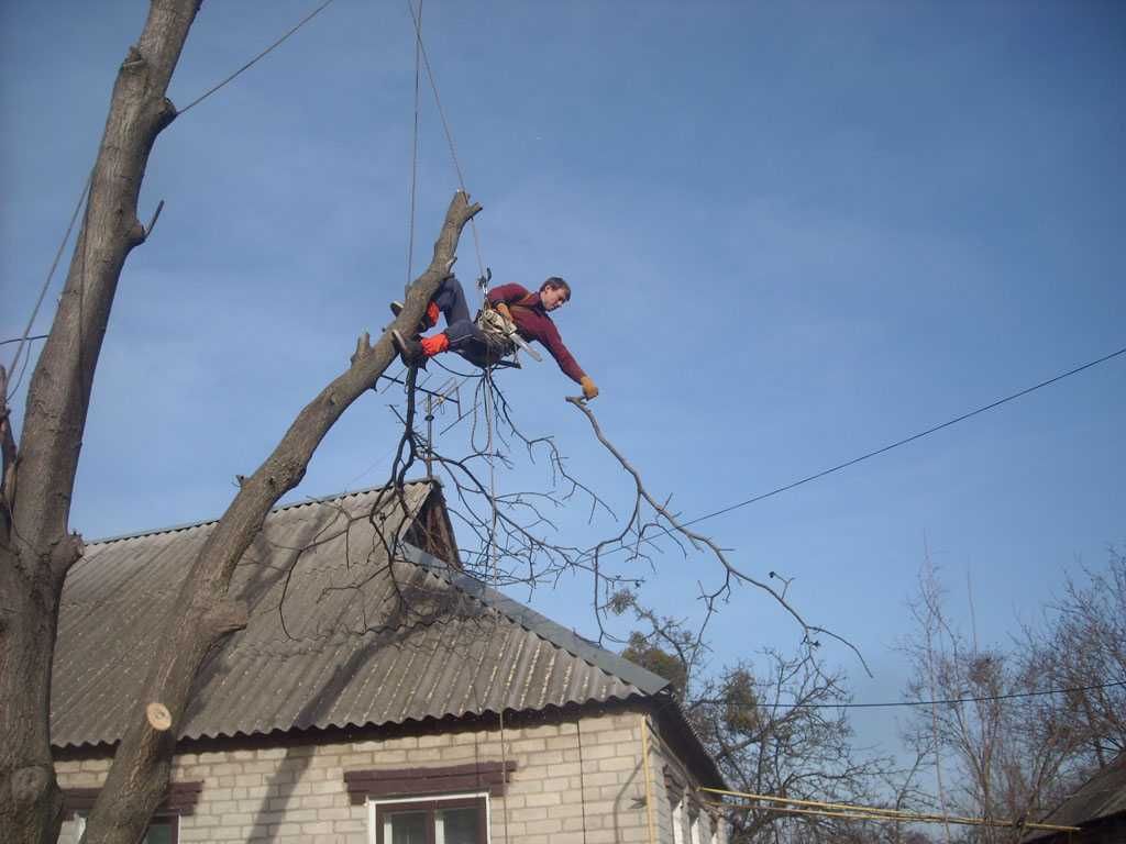 Спил деревьев, валка