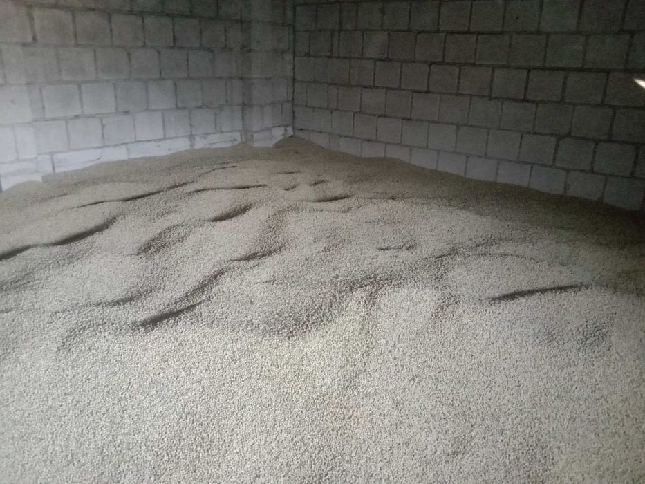 Groch zimujących Dexter